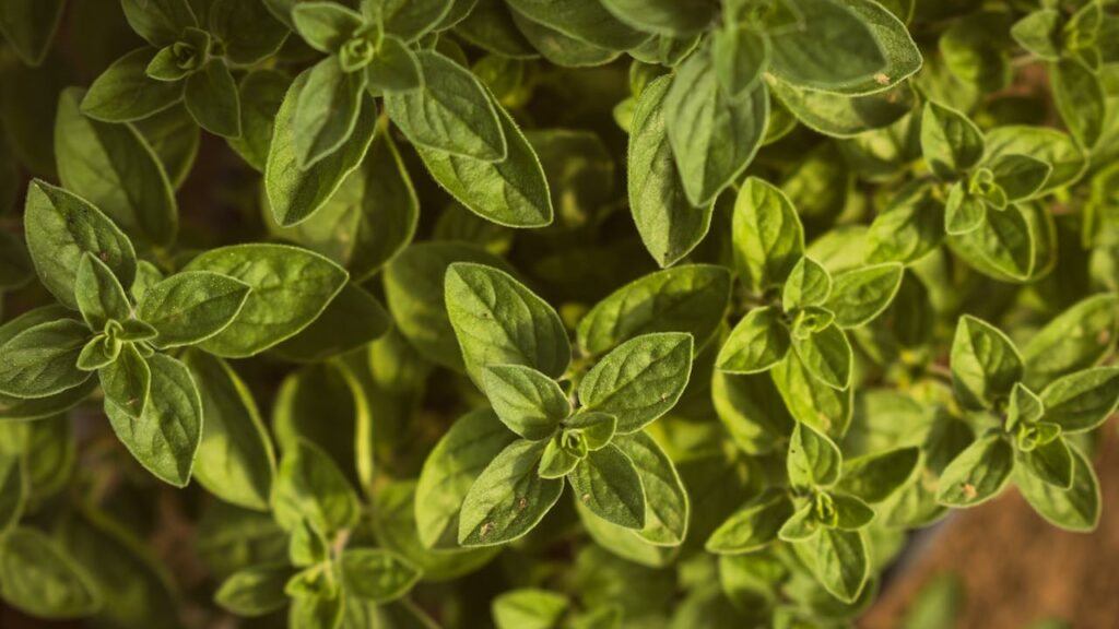 warto jeść oregano